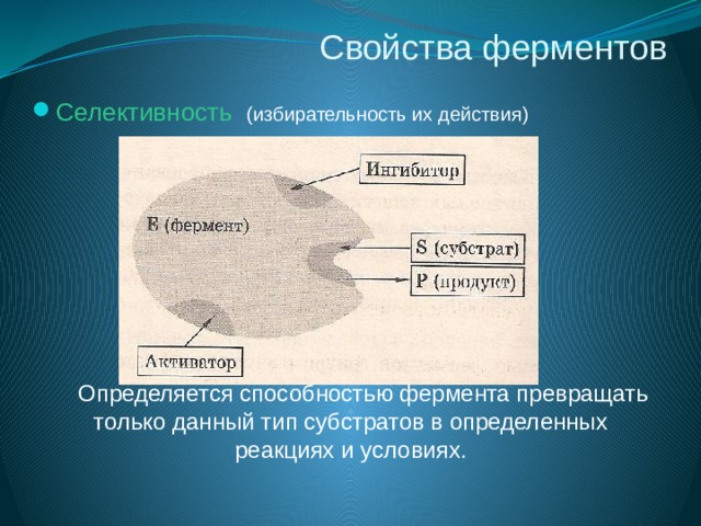 Свойства ферментов Селективность  (избирательность их действия)  Определяется способностью фермента превращать только данный тип субстратов в определенных реакциях и условиях. 