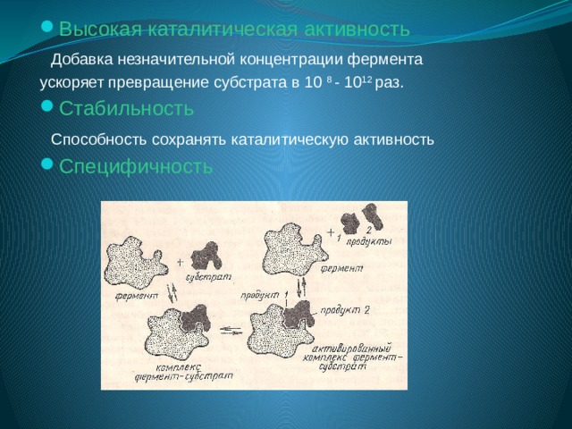 Высокая каталитическая активность  Добавка незначительной концентрации фермента ускоряет превращение субстрата в 10 8 - 10 12 раз. Стабильность  Способность сохранять каталитическую активность  Специфичность 