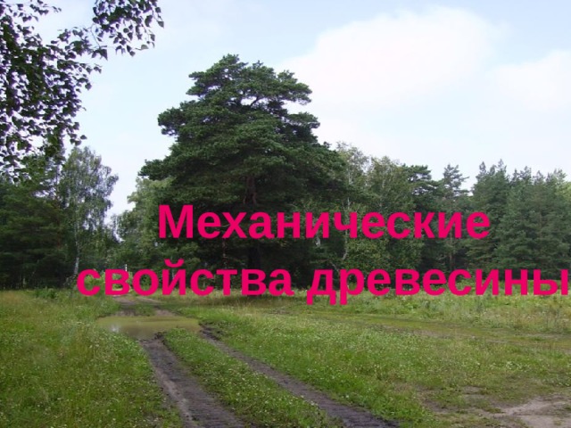 Свойства древесины Механические свойства древесины 