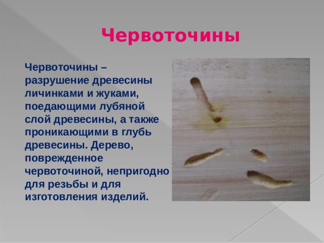 Червоточины Червоточины – разрушение древесины личинками и жуками, поедающими лубяной слой древесины, а также проникающими в глубь древесины. Дерево, поврежденное червоточиной, непригодно для резьбы и для изготовления изделий. 