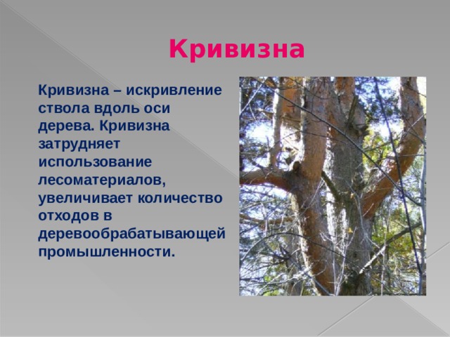 Кривизна Кривизна – искривление ствола вдоль оси дерева. Кривизна затрудняет использование лесоматериалов, увеличивает количество отходов в деревообрабатывающей промышленности. 
