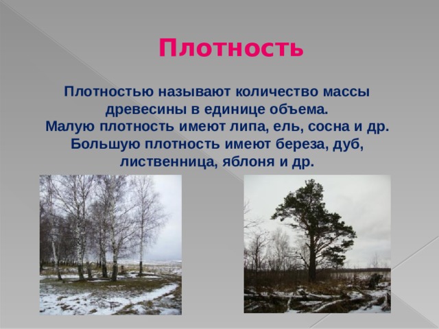 Плотность Плотностью называют количество массы древесины в единице объема. Малую плотность имеют липа, ель, сосна и др. Большую плотность имеют береза, дуб, лиственница, яблоня и др. 