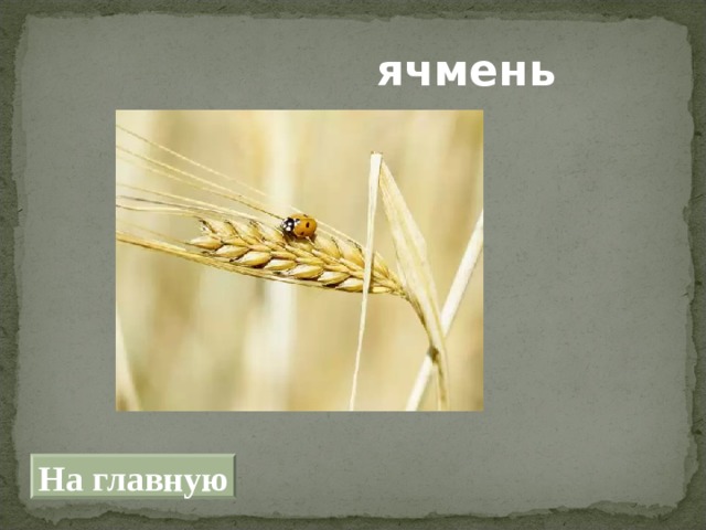 ячмень На главную 