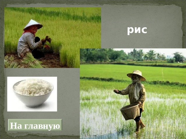рис На главную 
