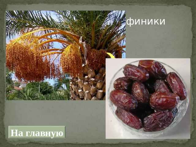 финики На главную 