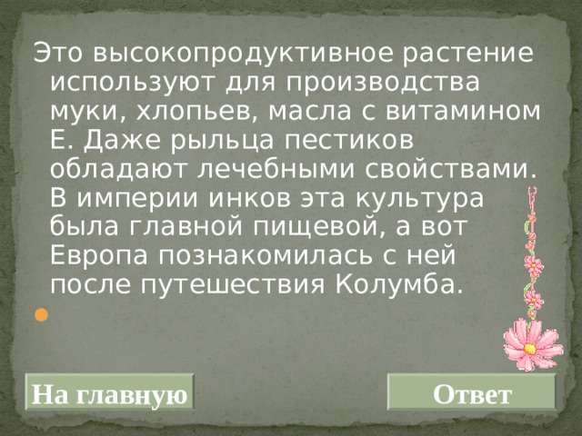 Это высокопродуктивное растение используют для производства муки, хлопьев, масла с витамином Е. Даже рыльца пестиков обладают лечебными свойствами. В империи инков эта культура была главной пищевой, а вот Европа познакомилась с ней после путешествия Колумба.   На главную Ответ 