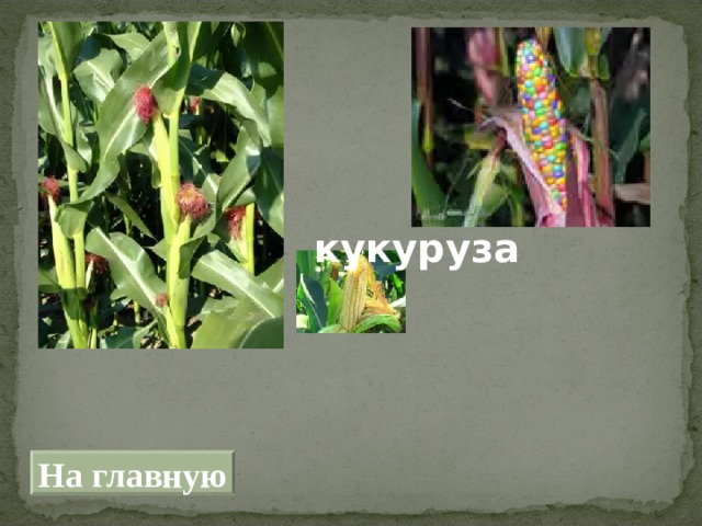 кукуруза На главную 