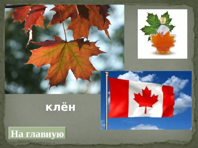 клён На главную 