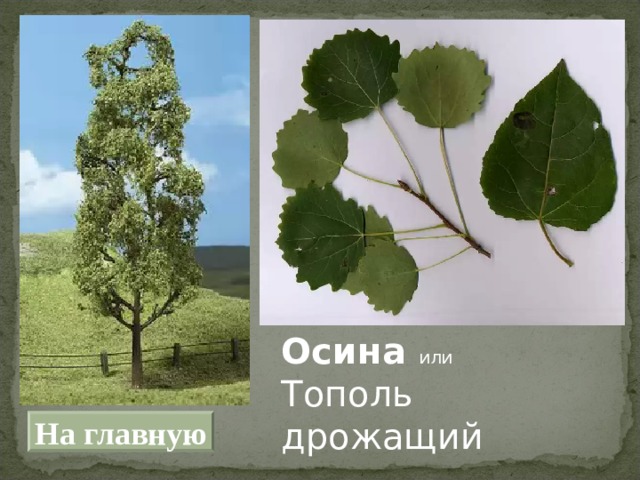 Осина или Тополь дрожащий На главную 