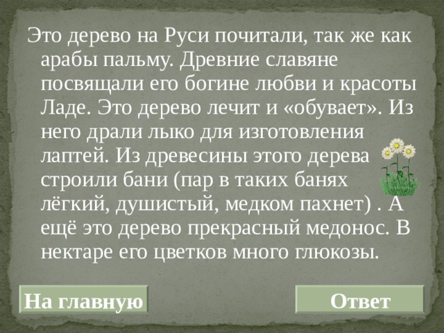 Это дерево на Руси почитали, так же как арабы пальму. Древние славяне посвящали его богине любви и красоты Ладе. Это дерево лечит и «обувает». Из него драли лыко для изготовления лаптей. Из древесины этого дерева строили бани (пар в таких банях лёгкий, душистый, медком пахнет) . А ещё это дерево прекрасный медонос. В нектаре его цветков много глюкозы. На главную Ответ 