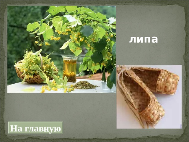 липа На главную 