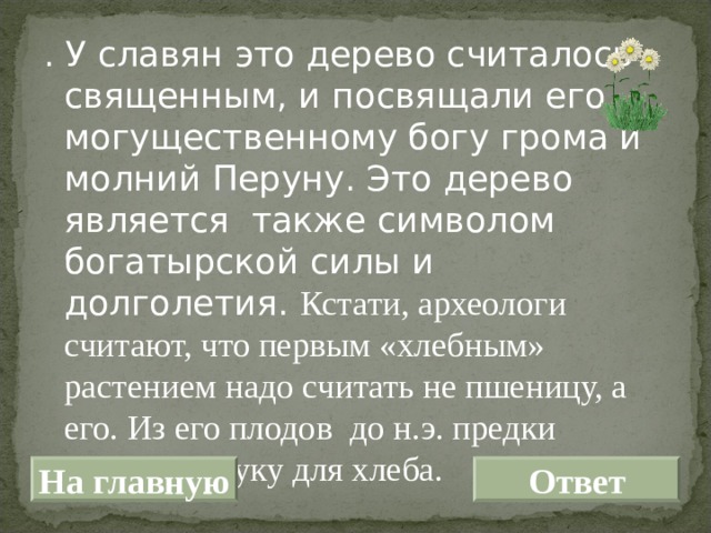 . У славян это дерево считалось священным, и посвящали его могущественному богу грома и молний Перуну. Это дерево является также символом богатырской силы и долголетия. Кстати, археологи считают, что первым «хлебным» растением надо считать не пшеницу, а его. Из его плодов  до н.э. предки получали муку для хлеба. На главную Ответ 