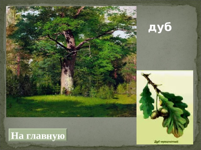 дуб На главную 