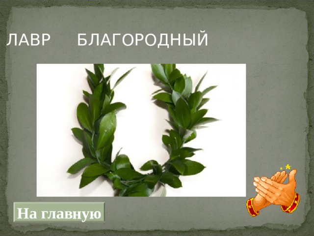 ЛАВР БЛАГОРОДНЫЙ   На главную 