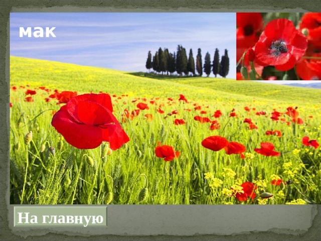 мак На главную 