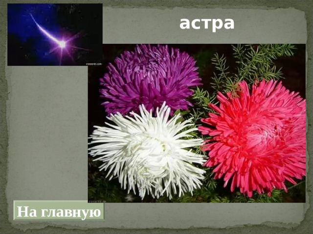 астра На главную 