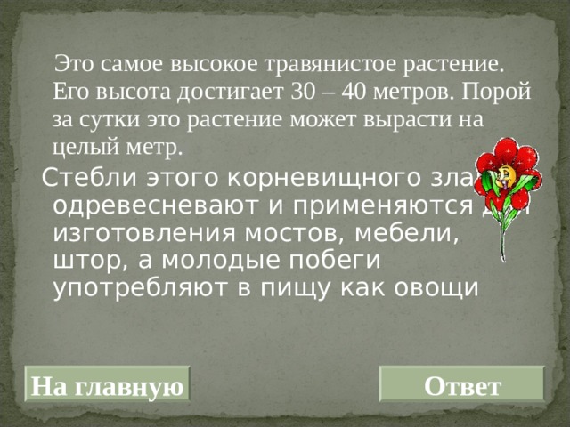  Это самое высокое травянистое растение. Его высота достигает 30 – 40 метров. Порой за сутки это растение может вырасти на целый метр.  Стебли этого корневищного злака одревесневают и применяются для изготовления мостов, мебели, штор, а молодые побеги употребляют в пищу как овощи На главную Ответ 