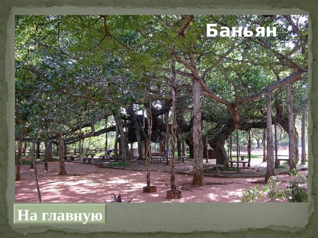Баньян На главную 