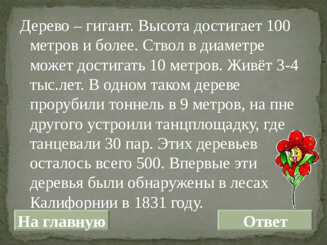 Дерево – гигант. Высота достигает 100 метров и более. Ствол в диаметре может достигать 10 метров. Живёт 3-4 тыс.лет. В одном таком дереве прорубили тоннель в 9 метров, на пне другого устроили танцплощадку, где танцевали 30 пар. Этих деревьев осталось всего 500. Впервые эти деревья были обнаружены в лесах Калифорнии в 1831 году. На главную Ответ 
