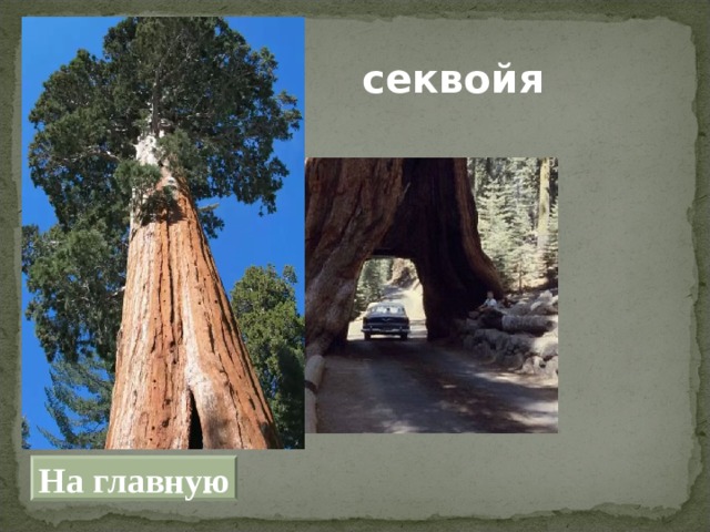 секвойя На главную 