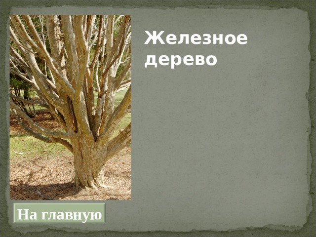 Железное дерево На главную 