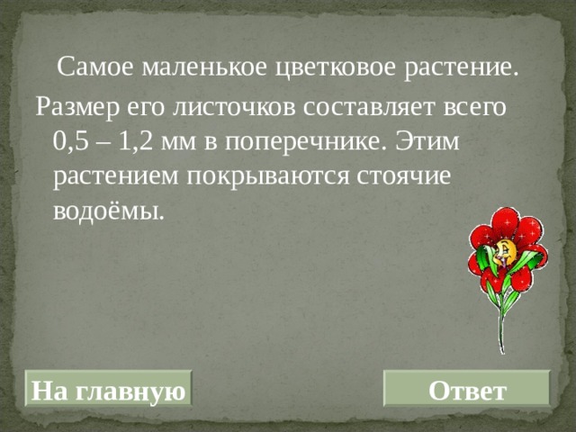  Самое маленькое цветковое растение. Размер его листочков составляет всего 0,5 – 1,2 мм в поперечнике. Этим растением покрываются стоячие водоёмы. На главную Ответ 