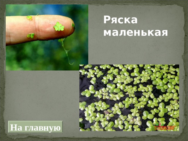 Ряска маленькая На главную 