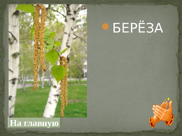 БЕРЁЗА БЕРЁЗА БЕРЁЗА БЕРЁЗА На главную 