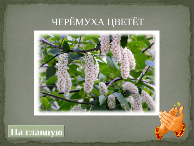  ЧЕРЁМУХА ЦВЕТЁТ На главную 