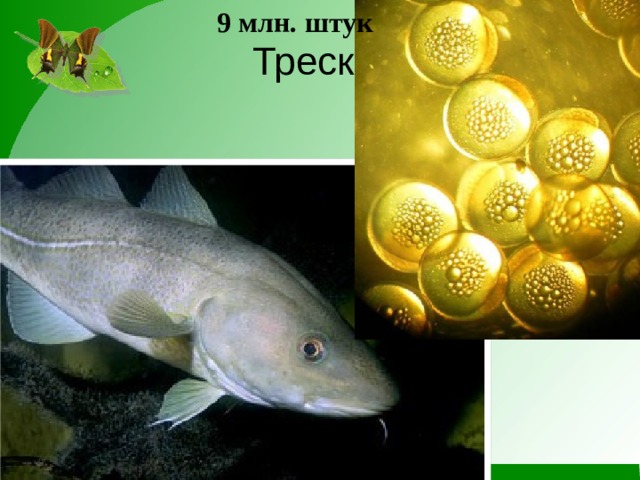 9 млн. штук Треска