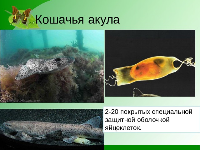 Кошачья акула 2-20 покрытых специальной защитной оболочкой яйцеклеток.