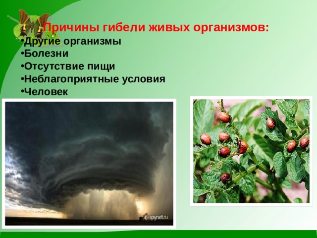 Причины гибели живых организмов: