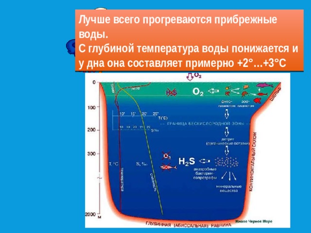 Лучше всего прогреваются прибрежные воды. С глубиной температура воды понижается и у дна она составляет примерно +2°…+3°С 