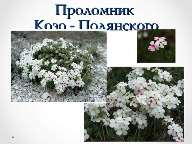 Проломник  Козо - Полянского 