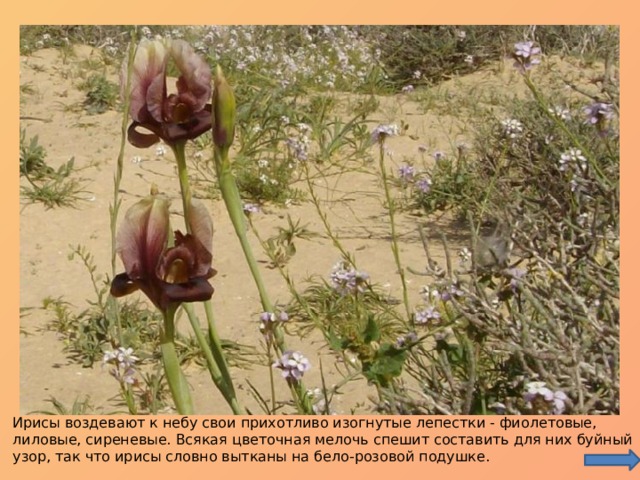 Ирисы воздевают к небу свои прихотливо изогнутые лепестки - фиолетовые, лиловые, сиреневые. Всякая цветочная мелочь спешит составить для них буйный узор, так что ирисы словно вытканы на бело-розовой подушке. 
