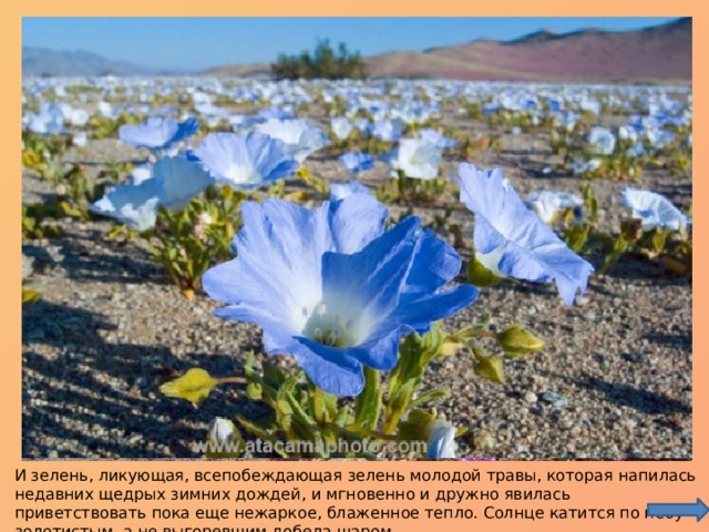 И зелень, ликующая, всепобеждающая зелень молодой травы, которая напилась недавних щедрых зимних дождей, и мгновенно и дружно явилась приветствовать пока еще нежаркое, блаженное тепло. Солнце катится по небу золотистым, а не выгоревшим добела шаром. 