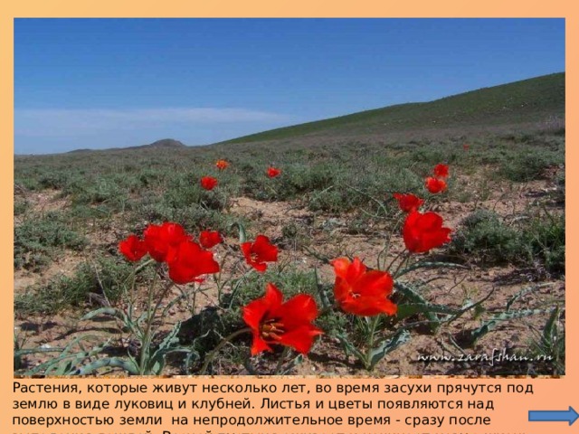 Растения, которые живут несколько лет, во время засухи прячутся под землю в виде луковиц и клубней. Листья и цветы появляются над поверхностью земли  на непродолжительное время - сразу после выпадения дождей. Весной пустыня оживает и начинает новую жизнь. 