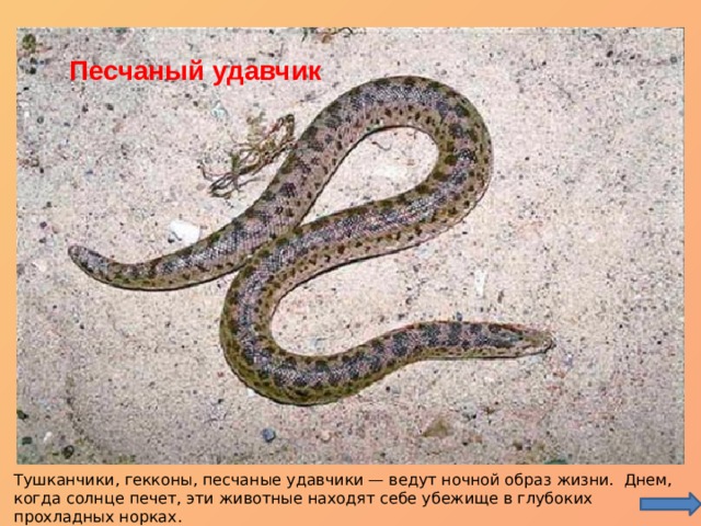 Геккон Песчаный удавчик Тушканчи к Тушканчики, гекконы, песчаные удавчики — ведут ночной образ жизни. Днем, когда солнце печет, эти животные находят себе убежище в глубоких прохладных норках. 