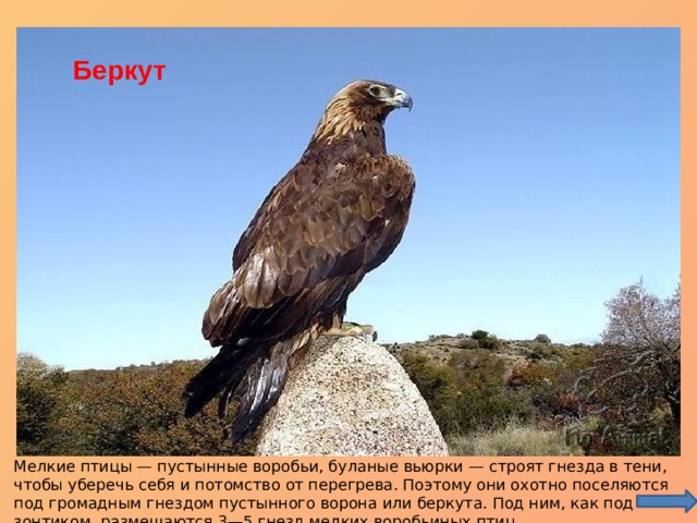 Пустынный воробей Буланый вьюрок Пустынный ворон Беркут Мелкие птицы — пустынные воробьи, буланые вьюрки — строят гнезда в тени, чтобы уберечь себя и потомство от перегрева. Поэтому они охотно поселяются под громадным гнездом пустынного ворона или беркута. Под ним, как под зонтиком, размещаются 3—5 гнезд мелких воробьиных птиц. 