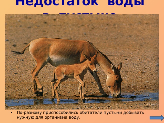 Недостаток воды в пустыне.   По-разному приспособились обитатели пустыни добывать нужную для организма воду. 