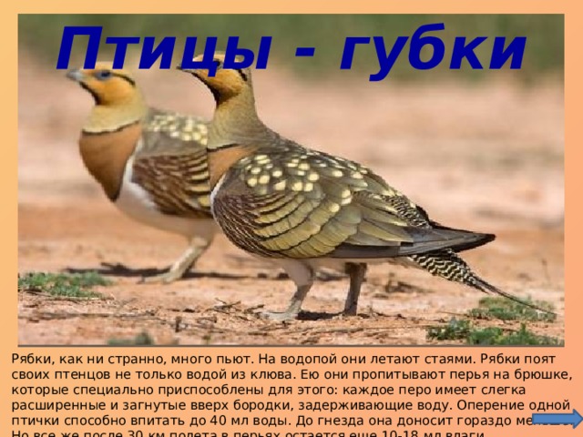 Птицы - губки Рябки, как ни странно, много пьют. На водопой они летают стаями. Рябки поят своих птенцов не только водой из клюва. Ею они пропитывают перья на брюшке, которые специально приспособлены для этого: каждое перо имеет слегка расширенные и загнутые вверх бородки, задерживающие воду. Оперение одной птички способно впитать до 40 мл воды. До гнезда она доносит гораздо меньше. Но все же после 30 км полета в перьях остается еще 10-18 мл влаги. 