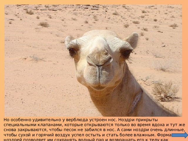 Но особенно удивительно у верблюда устроен нос. Ноздри прикрыты специальными клапанами, которые открываются только во время вдоха и тут же снова закрываются, чтобы песок не забился в нос. А сами ноздри очень длинные, чтобы сухой и горячий воздух успел остыть и стать более влажным. Форма ноздрей позволяет им сохранять водный пар и возвращать его к телу как жидкость. 