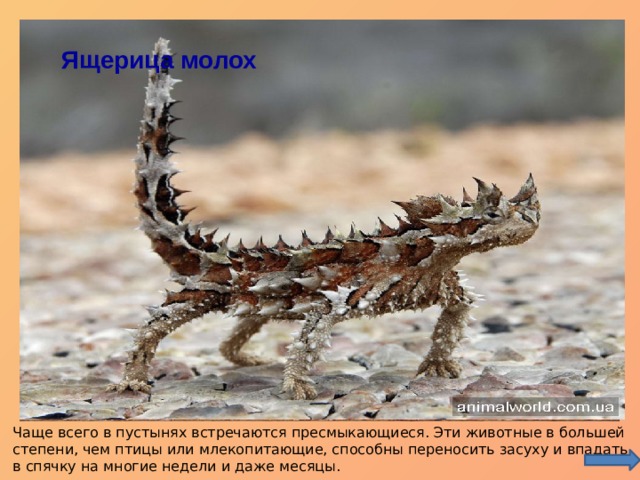 Варан Ящерица молох Ящерица Чаще всего в пустынях встречаются пресмыкающиеся. Эти животные в большей степени, чем птицы или млекопитающие, способны переносить засуху и впадать в спячку на многие недели и даже месяцы. 