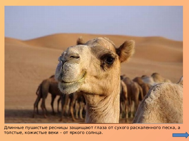 Длинные пушистые ресницы защищают глаза от сухого раскаленного песка, а толстые, кожистые веки – от яркого солнца. 