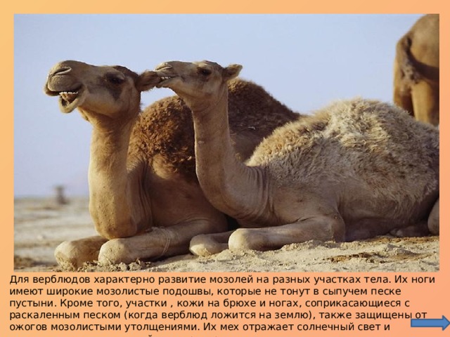 Для верблюдов характерно развитие мозолей на разных участках тела. Их ноги имеют широкие мозолистые подошвы, которые не тонут в сыпучем песке пустыни. Кроме того, участки , кожи на брюхе и ногах, соприкасающиеся с раскаленным песком (когда верблюд ложится на землю), также защищены от ожогов мозолистыми утолщениями. Их мех отражает солнечный свет и защищает тело от высокой температуры пустыни. 