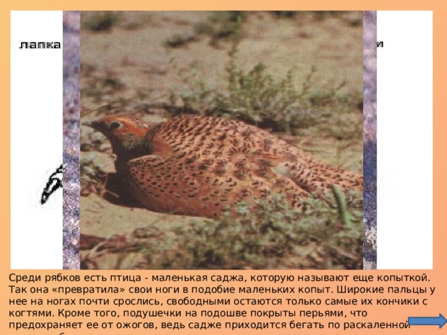Среди рябков есть птица - маленькая саджа, которую называют еще копыткой. Так она «превратила» свои ноги в подобие маленьких копыт. Широкие пальцы у нее на ногах почти срослись, свободными остаются только самые их кончики с когтями. Кроме того, подушечки на подошве покрыты перьями, что предохраняет ее от ожогов, ведь садже приходится бегать по раскаленной земле и обжигающему песку пустынь. 