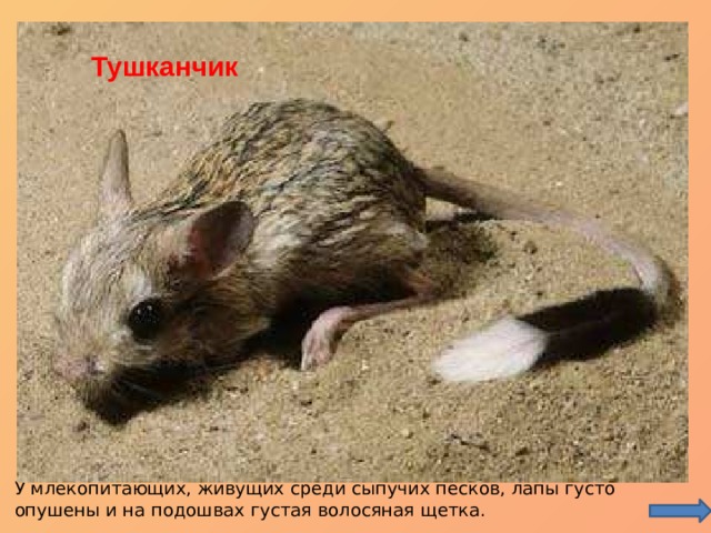 Тонкопалый суслик Сурикат Фенек – лисичка пустыни Тушканчик У млекопитающих, живущих среди сыпучих песков, лапы густо опушены и на подошвах густая волосяная щетка. 