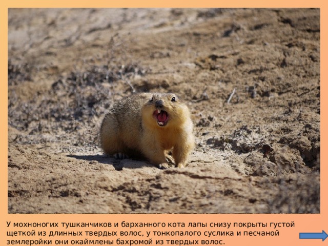   У мохноногих тушканчиков и барханного кота лапы снизу покрыты густой щеткой из длинных твердых волос, у тонкопалого суслика и песчаной землеройки они окаймлены бахромой из твердых волос. 