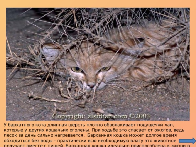У бархатного кота длинная шерсть плотно обволакивает подушечки лап, которые у других кошачьих оголены. При ходьбе это спасает от ожогов, ведь песок за день сильно нагревается. Барханная кошка может долгое время обходиться без воды – практически всю необходимую влагу это животное получает вместе с пищей. Барханная кошка идеально приспособлена к жизни в пустыне. 