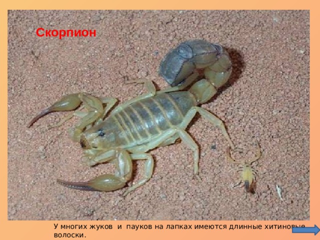 Тарантул Фаланга Скорпион У многих жуков и пауков на лапках имеются длинные хитиновые волоски.   